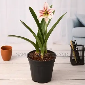 Lilly for Sale