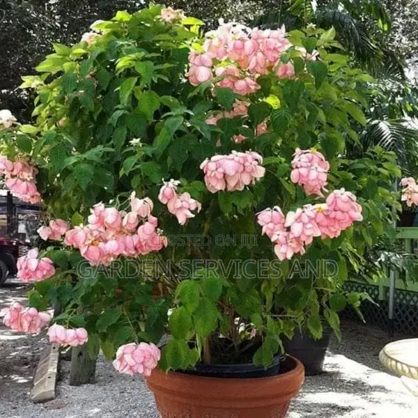 Red Queen of Philippines for Sale