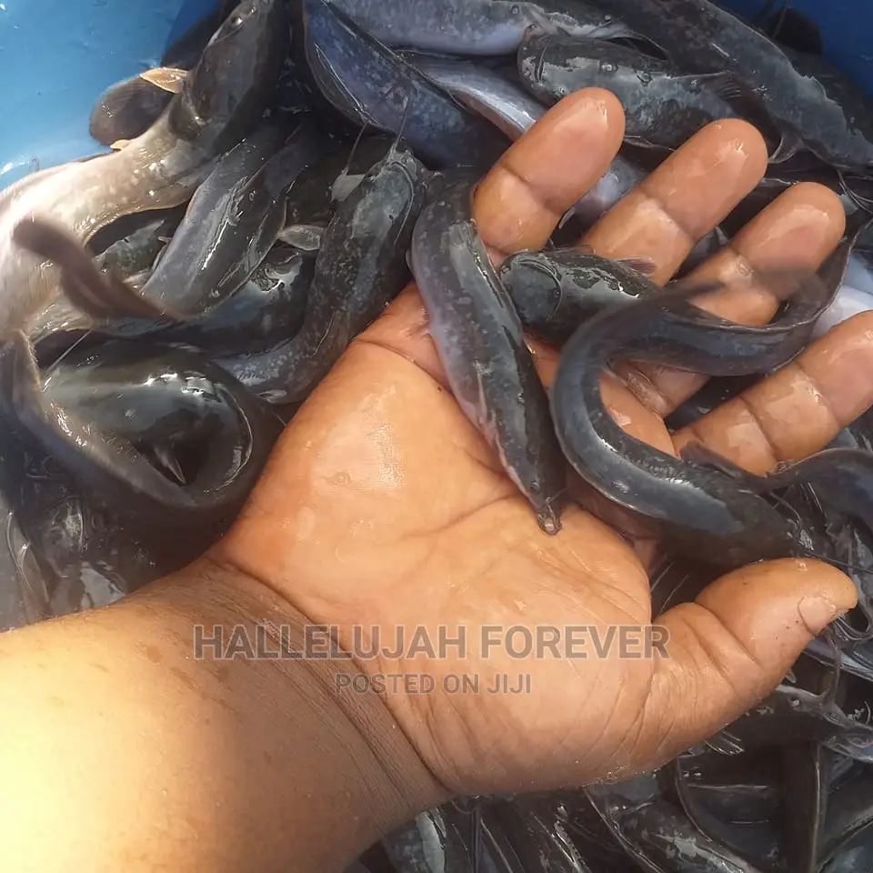 Cat Fish Fingerling