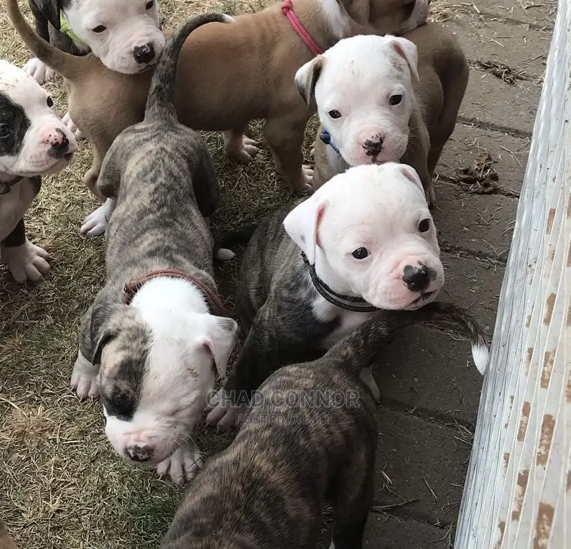 1-3 months Male Purebred American Bulldog