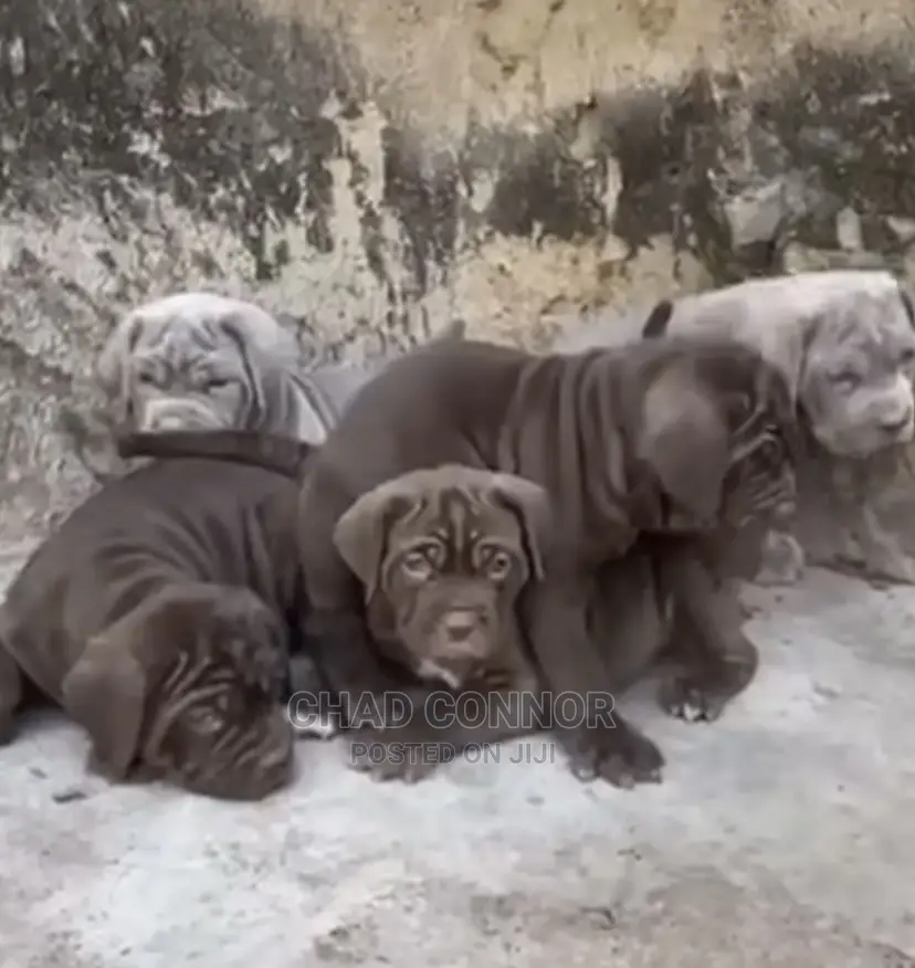 1-3 months Female Purebred Neapolitan Mastiff