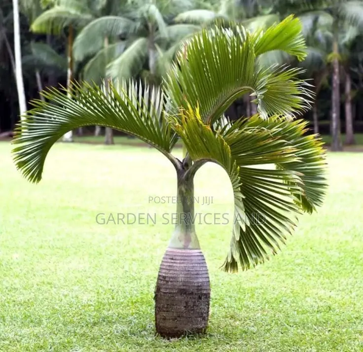 Shampagn Palm for Sale