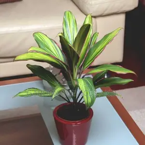 Cordyline for Sale