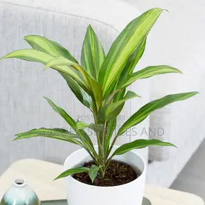 Cordyline for Sale