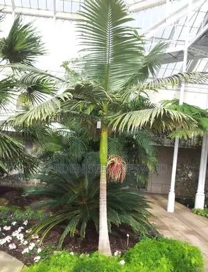 King Palm for Sale