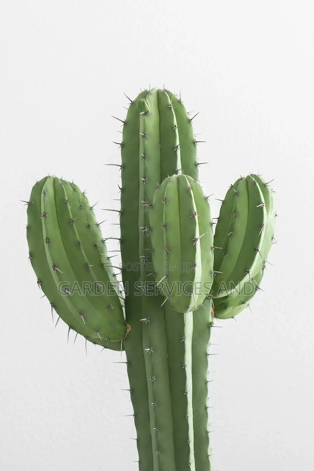 Cactus for Sale
