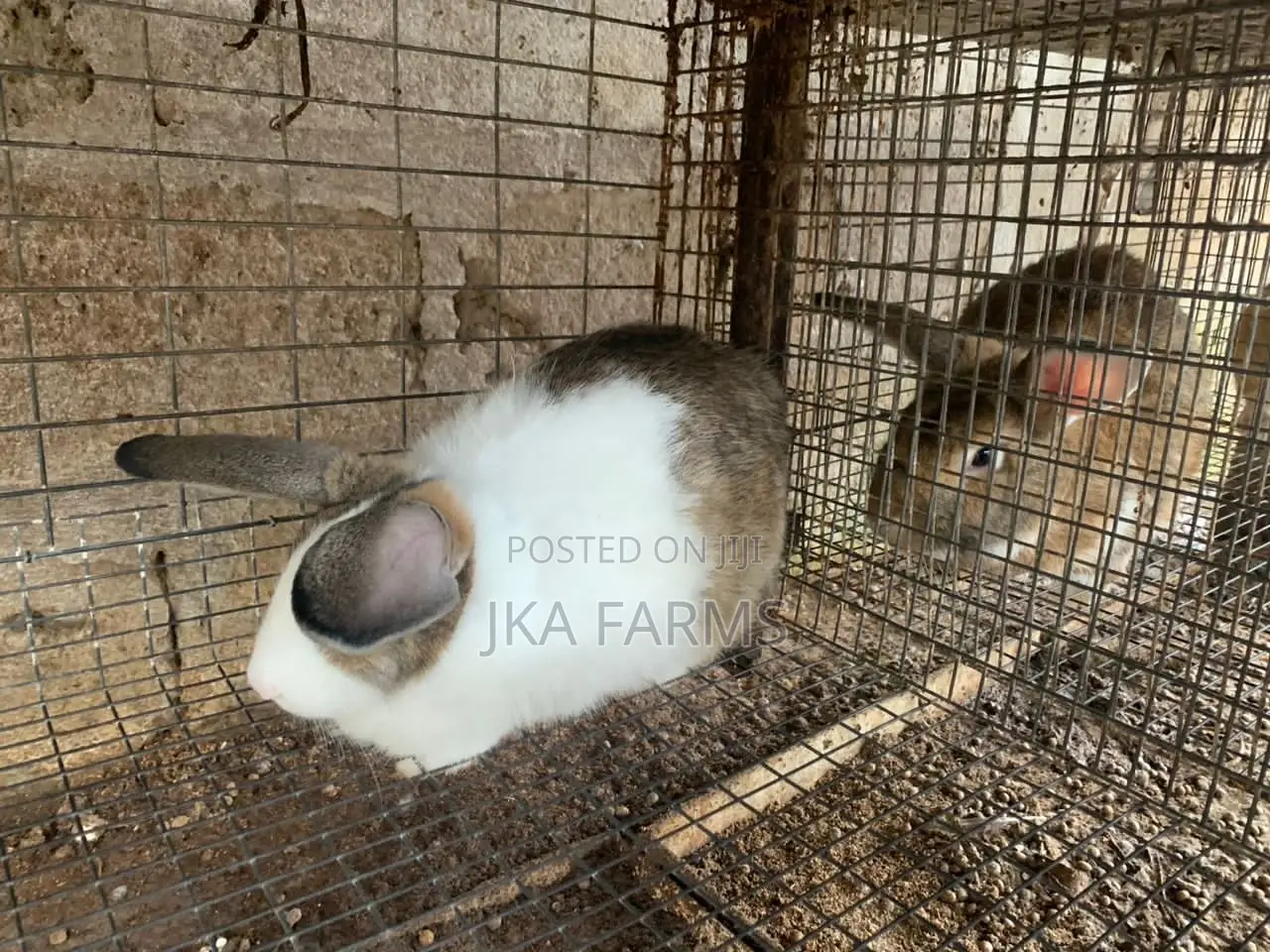 High-Breed Chinchilla for Sale