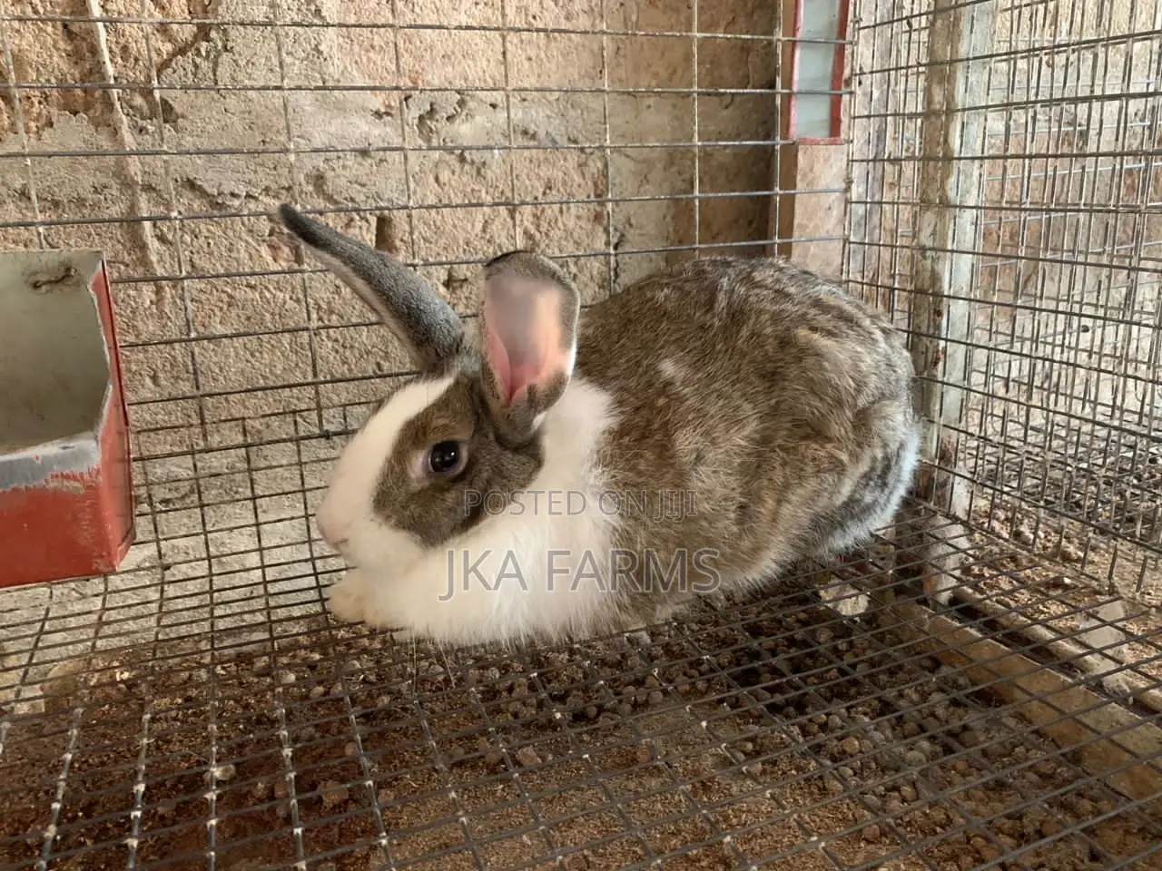 High-Breed Chinchilla for Sale