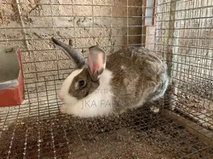 High-Breed Chinchilla for Sale