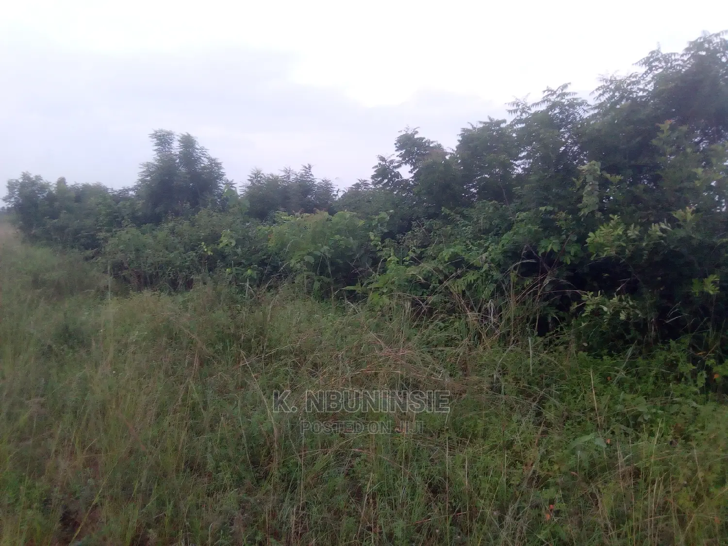 Farm Land for Sell at Asuboi
