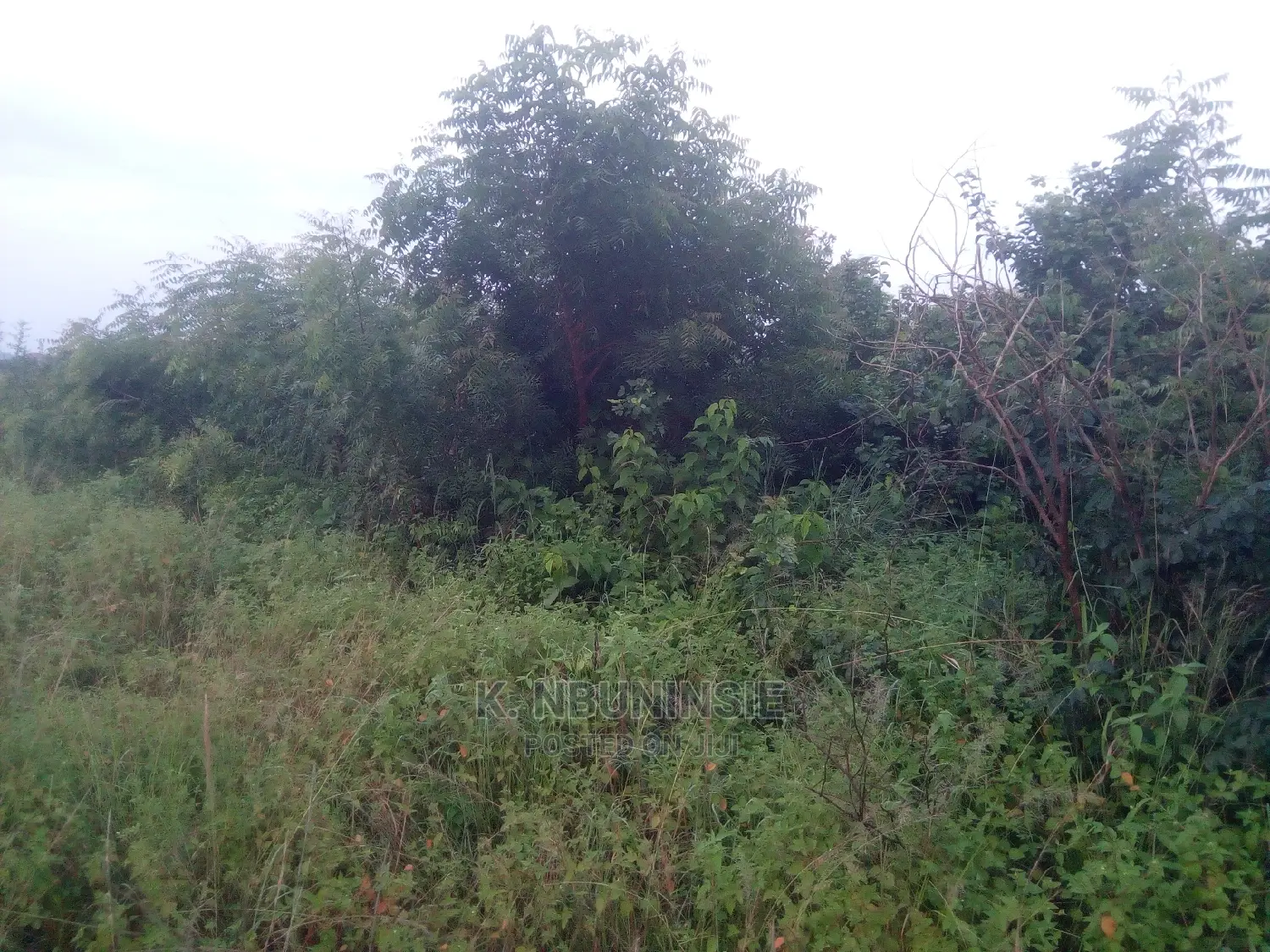 Farm Land for Sell at Asuboi