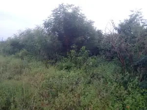 Farm Land for Sell at Asuboi