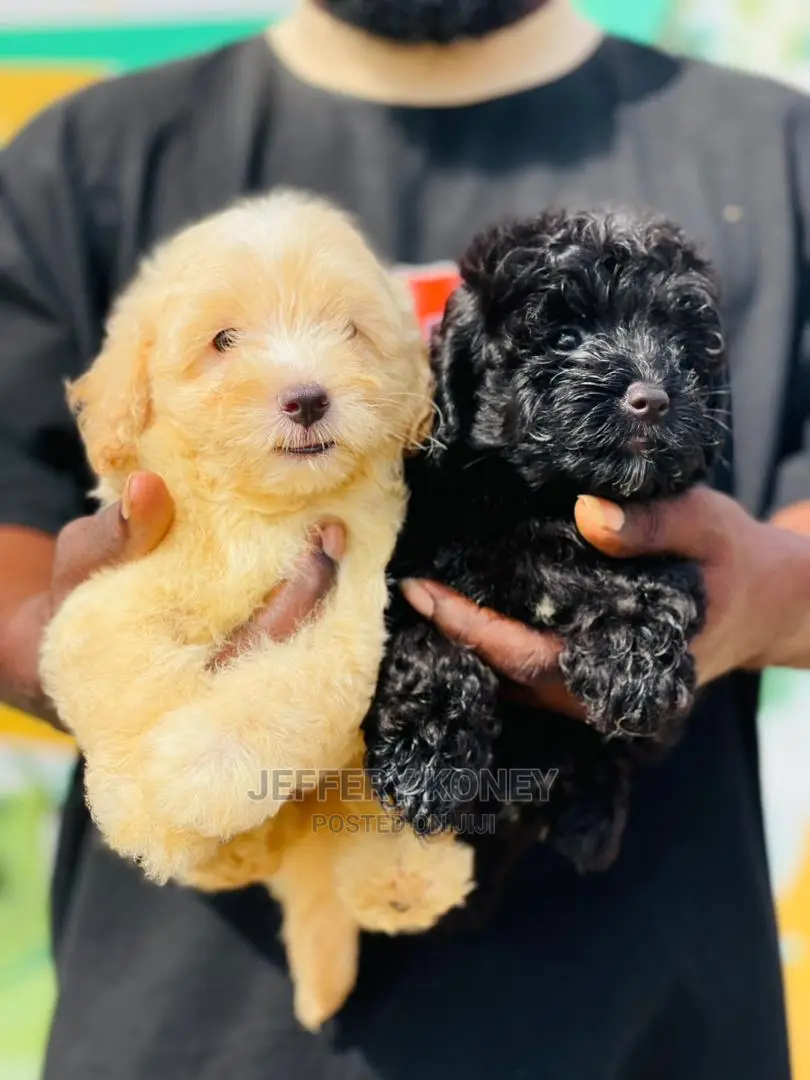 1-3 months Male Purebred Poodle