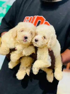 1-3 months Male Purebred Poodle