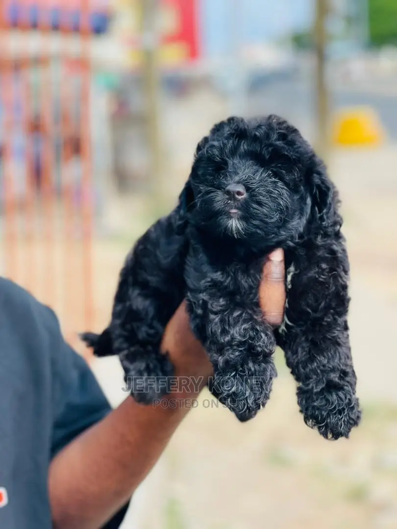 1-3 months Male Purebred Poodle