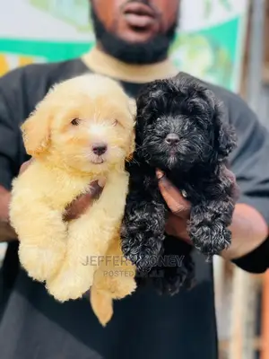 1-3 months Male Purebred Poodle