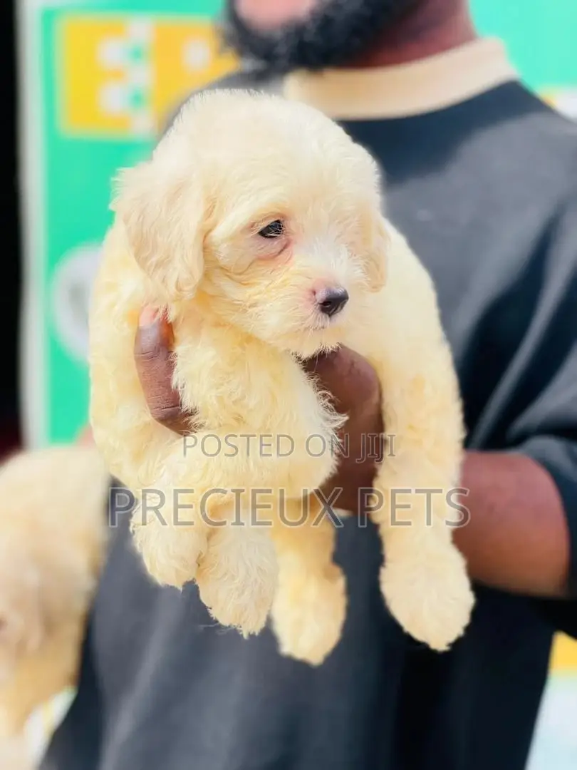 1-3 months Male Purebred Poodle
