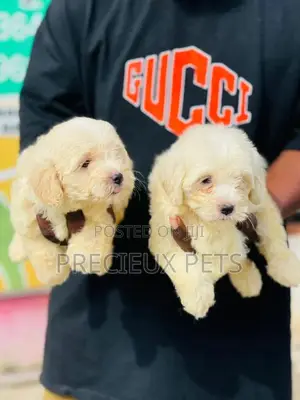 1-3 months Male Purebred Poodle