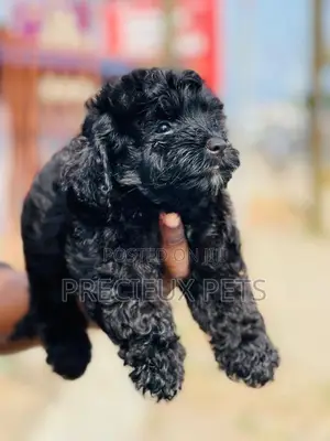 1-3 months Male Purebred Poodle