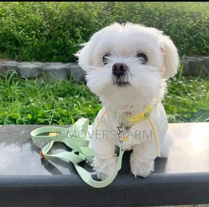 1-3 months Male Purebred Maltese