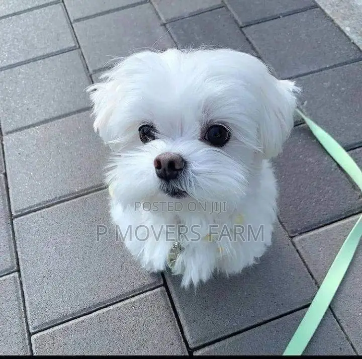 1-3 months Male Purebred Maltese