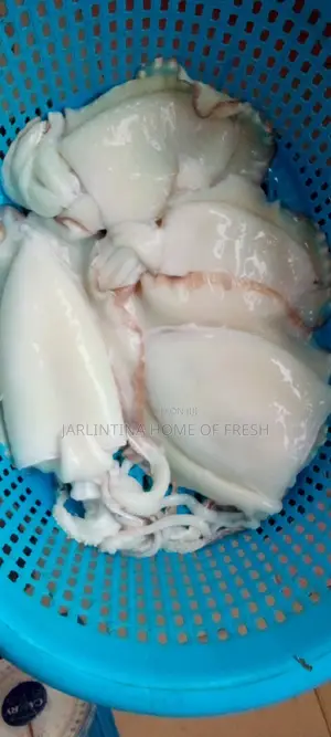Fresh Squid/ Octopus