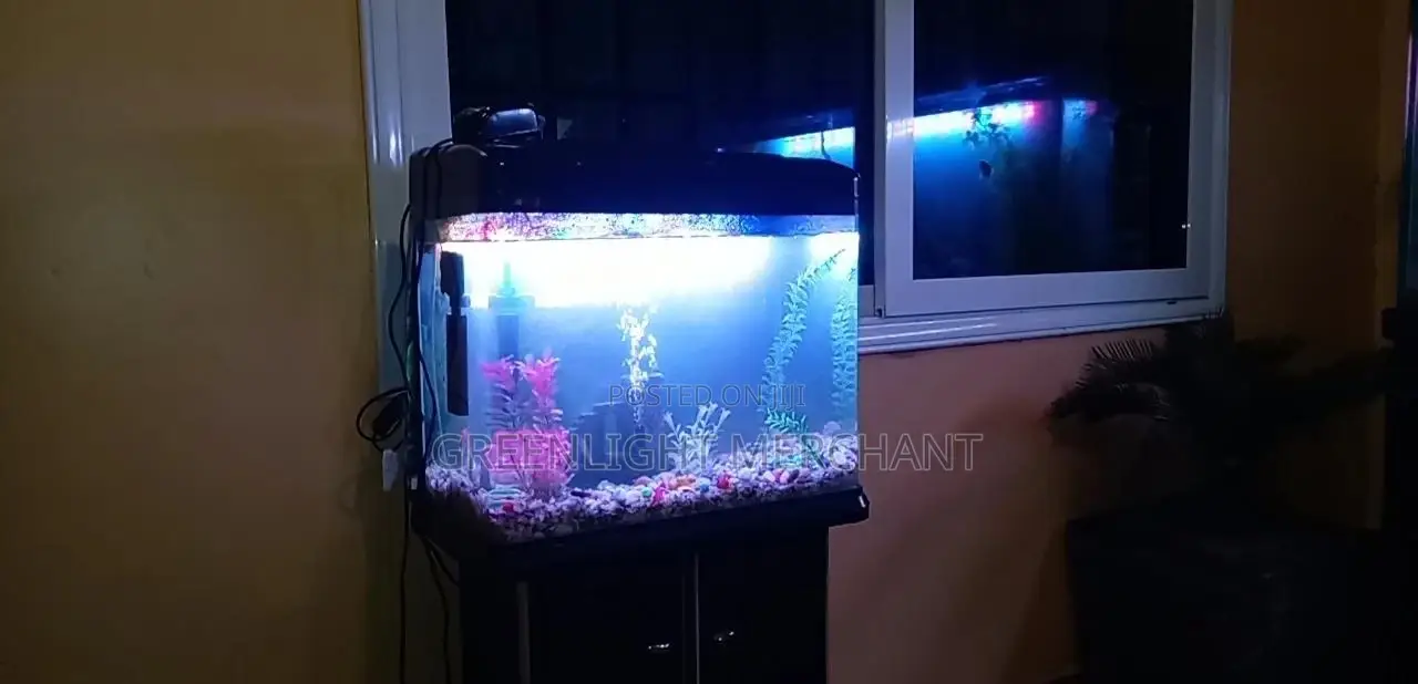 Beautiful Aquariums