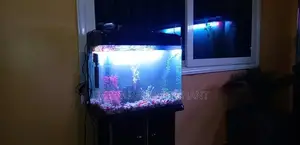 Beautiful Aquariums