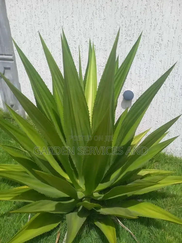 Plant for Sale