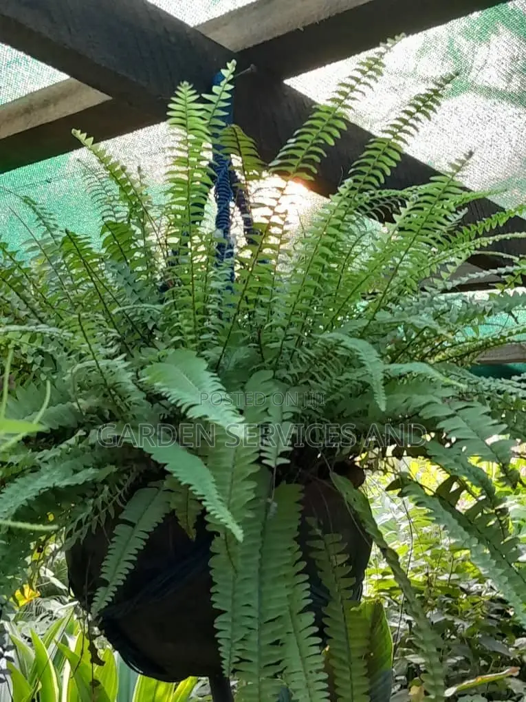 Fern for Sale