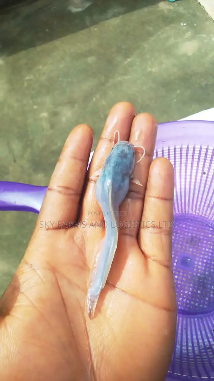 Catfish Juvenile, Post Juveniles, Jumbo,Post (Clarias Breed)