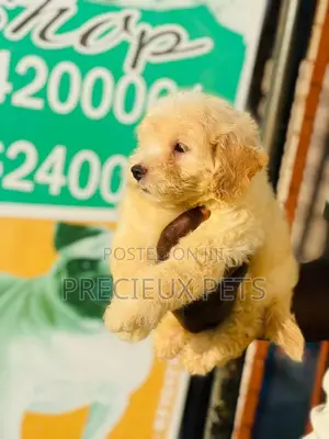 1-3 months Male Purebred Poodle