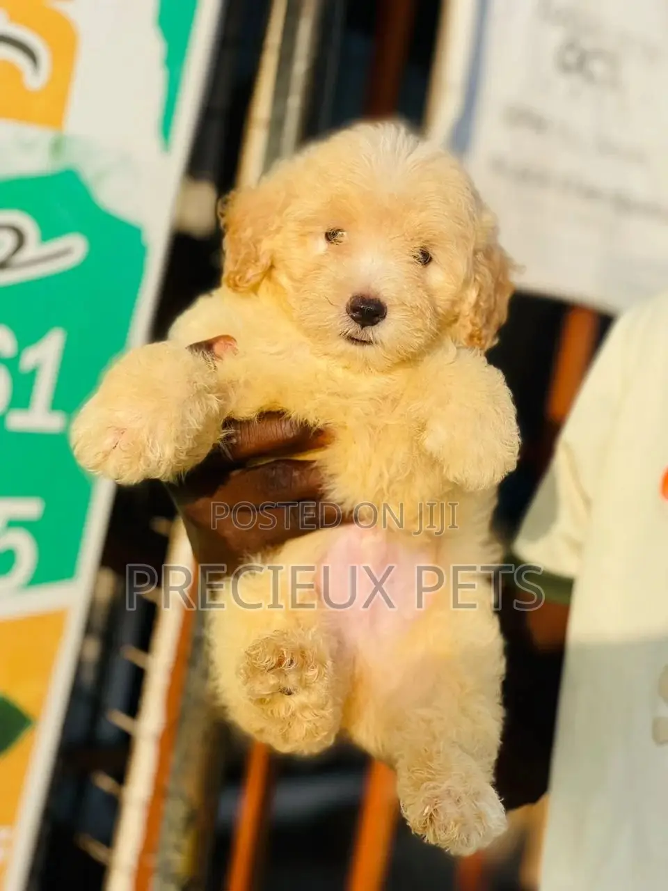 1-3 months Male Purebred Poodle