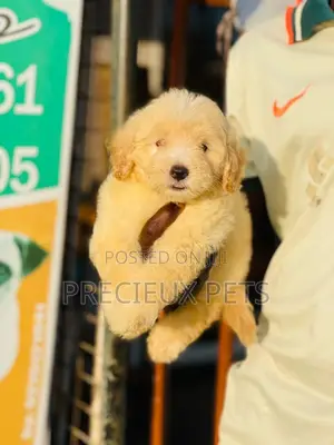 1-3 months Male Purebred Poodle