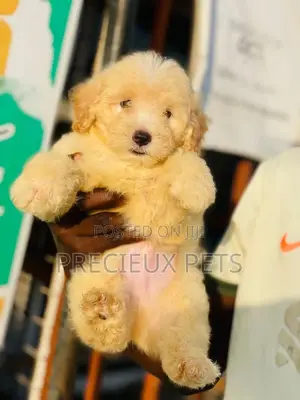 1-3 months Male Purebred Poodle