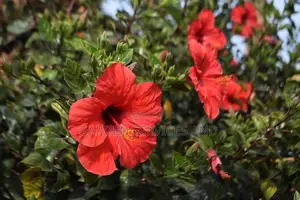 Hibiscus Flower for Sale