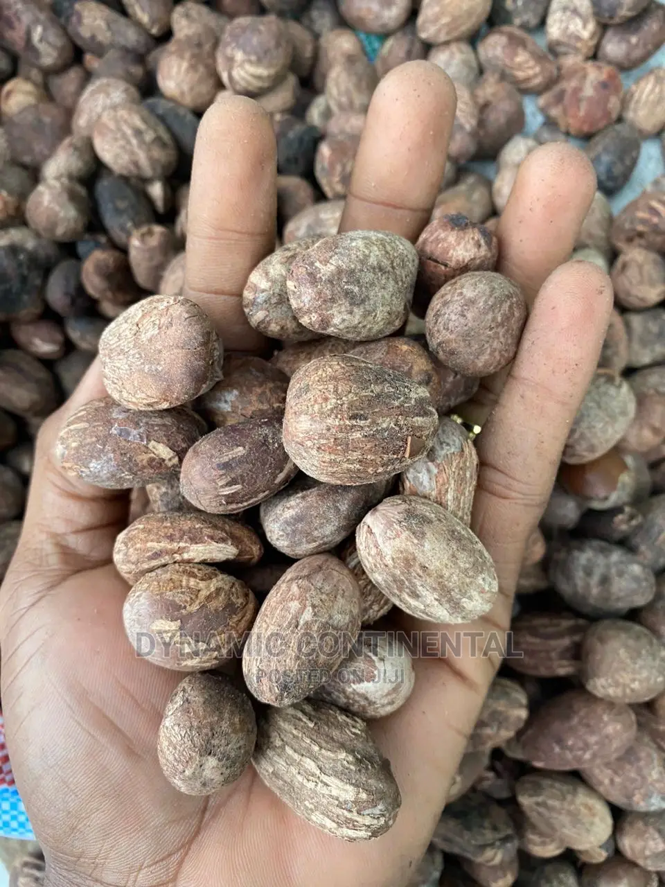 Fresh Shea Nuts