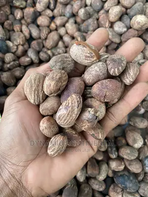 Fresh Shea Nuts