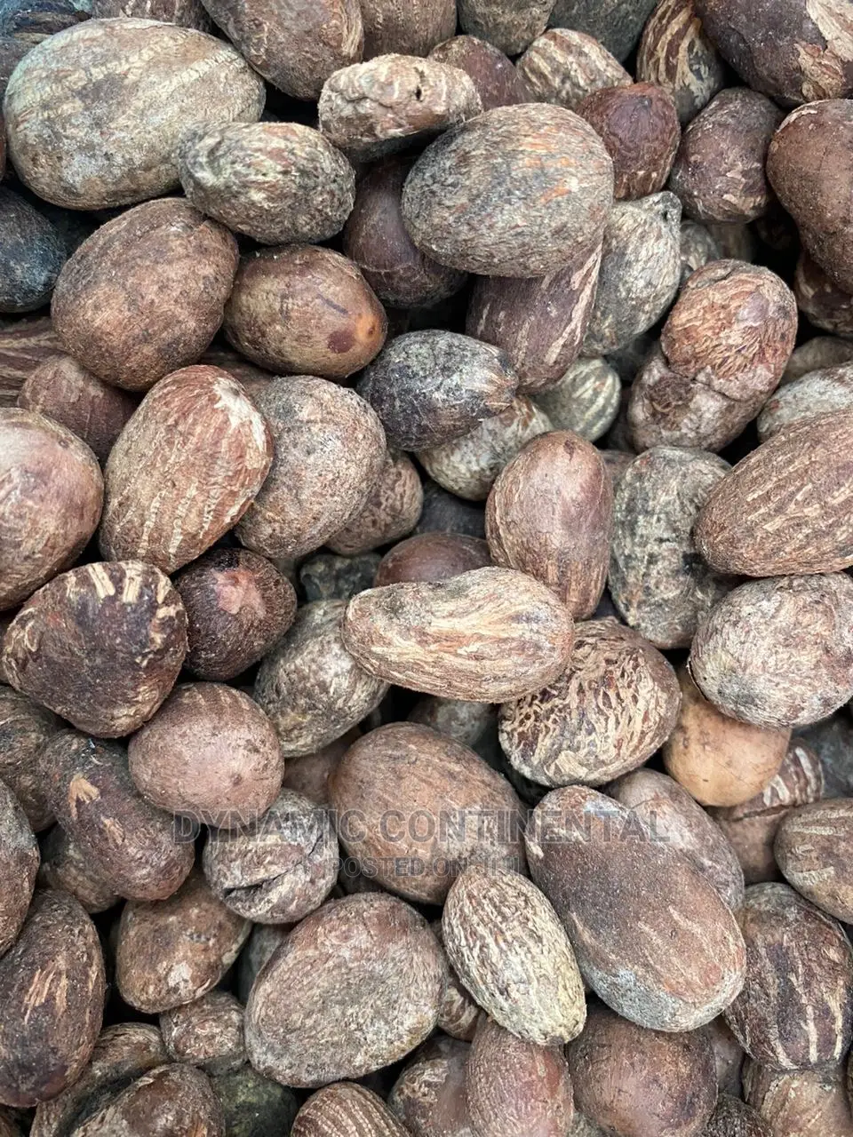 Fresh Shea Nuts