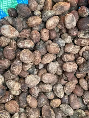 Fresh Shea Nuts