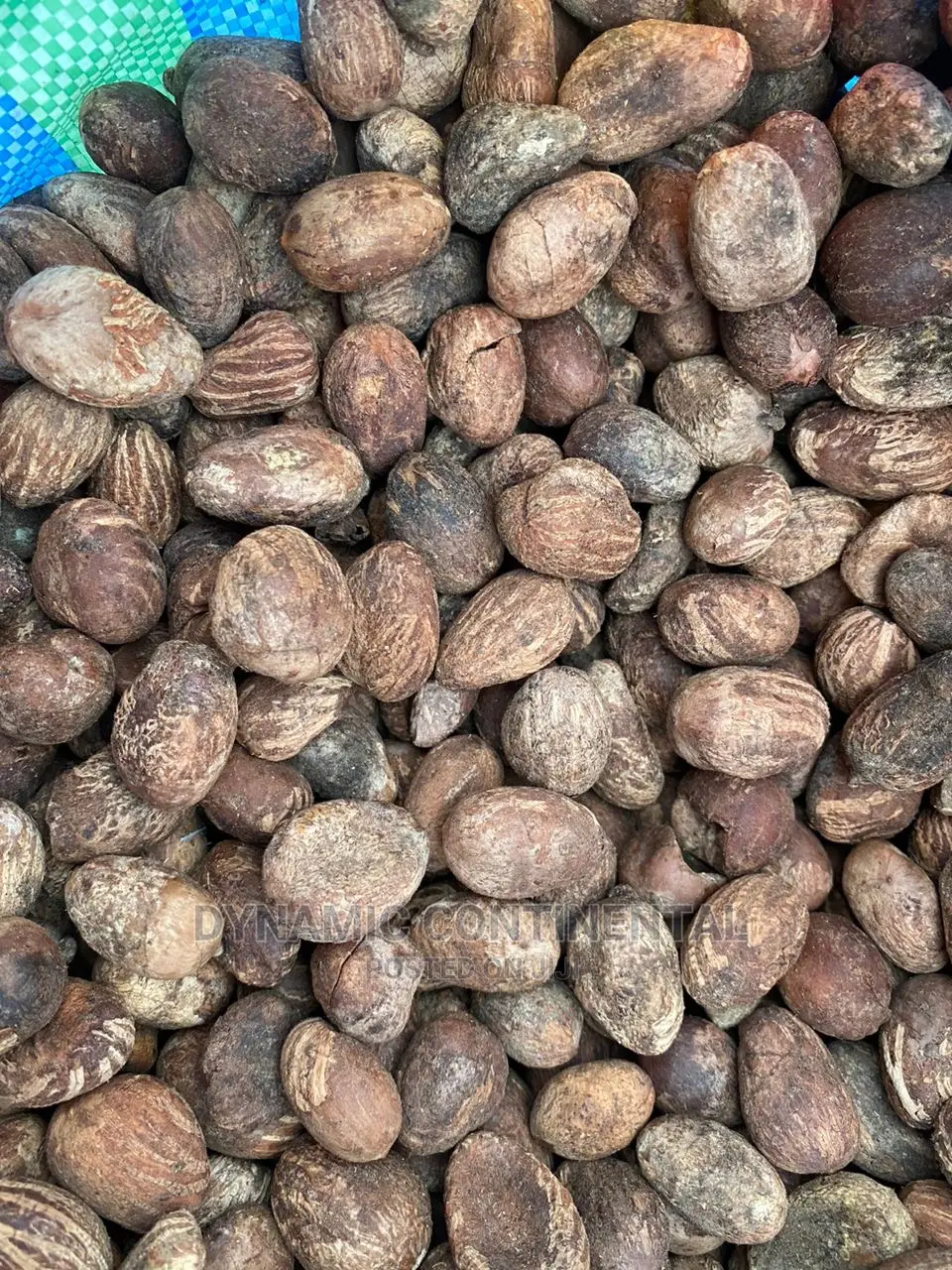 Fresh Shea Nuts