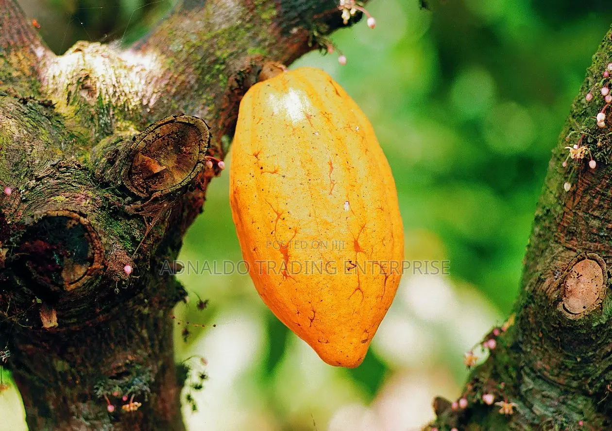 Fresh Cocoa