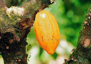 Fresh Cocoa