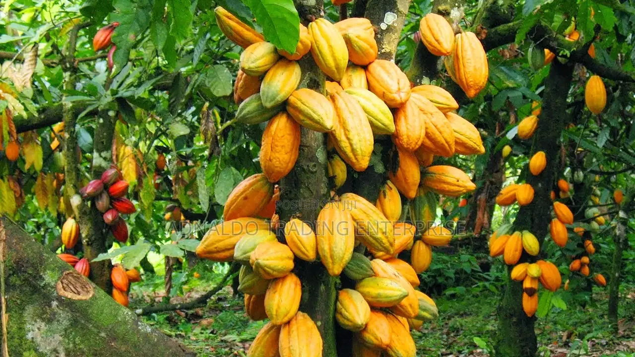 Fresh Cocoa