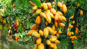 Fresh Cocoa