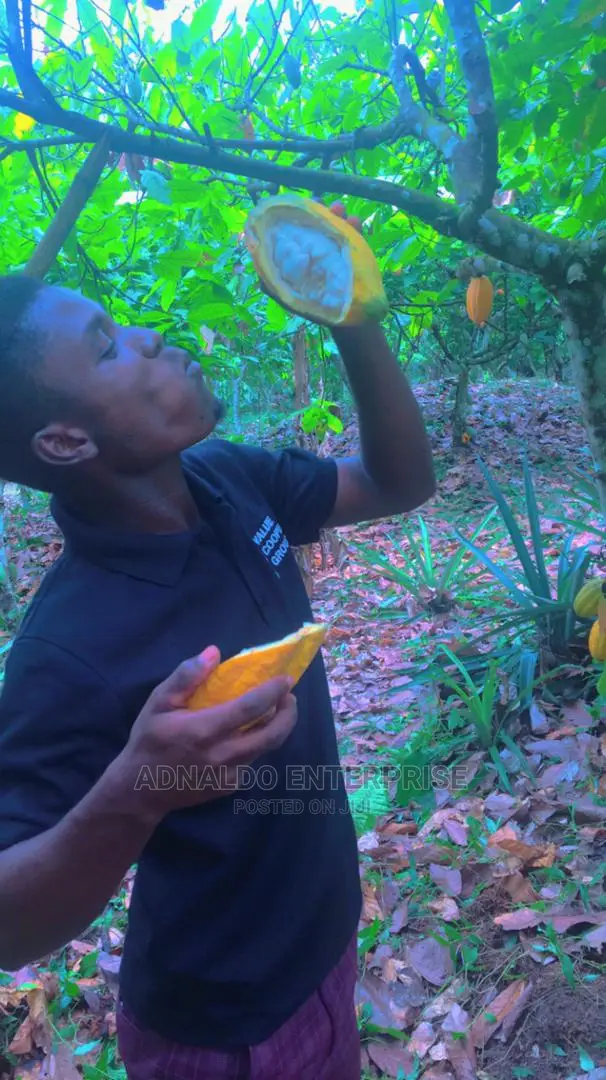 Fresh Cocoa