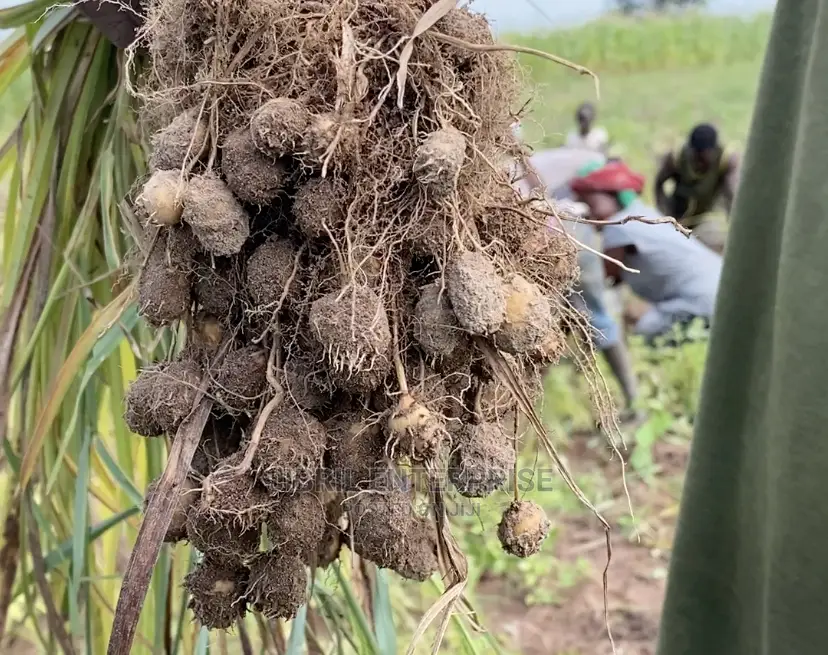 Yellow Tiger Nuts Seeds For Planting
