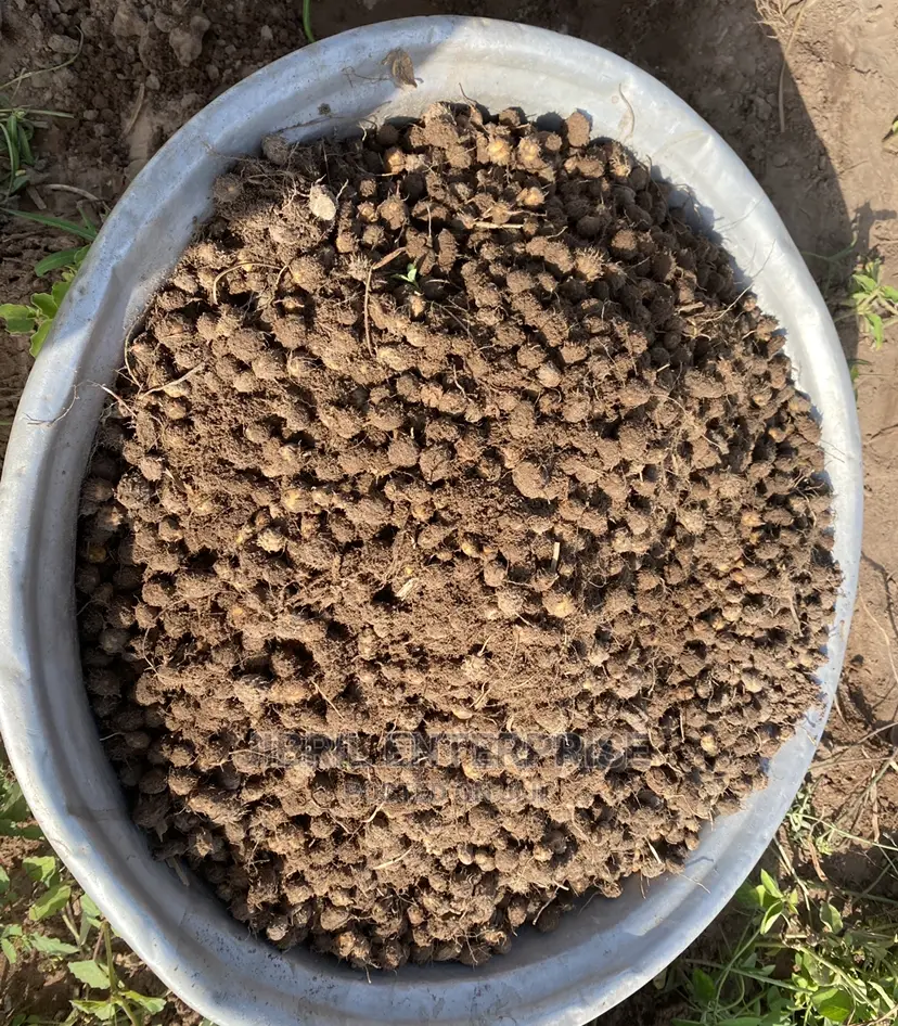Yellow Tiger Nuts Seeds For Planting