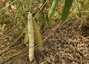 African Sword Beans (Canavalia Gladiata)