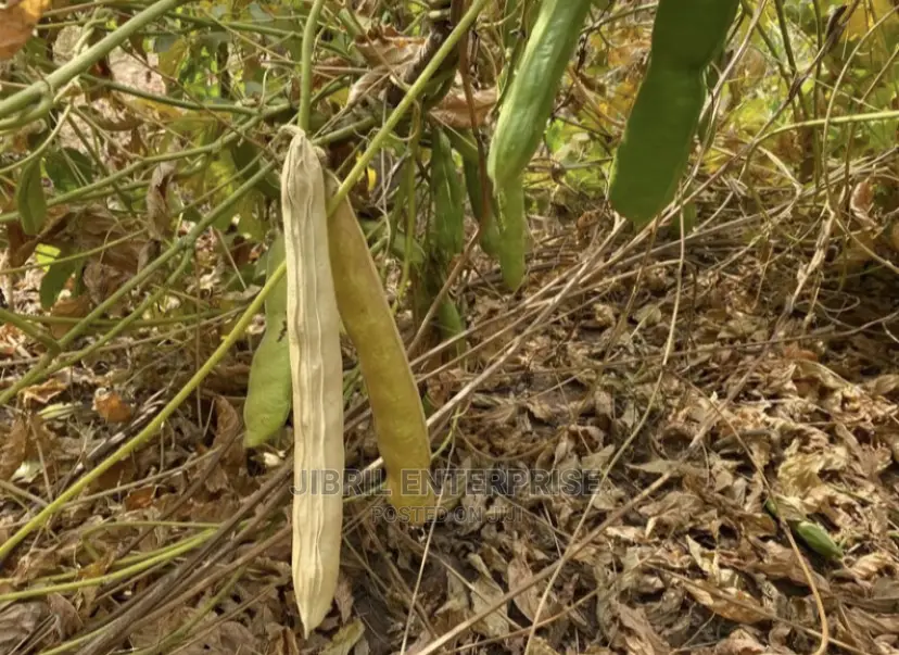 African Sword Beans (Canavalia Gladiata)